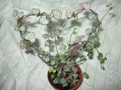 Ceropegia woodii